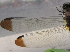 Sympetrum infuscatum