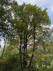 Magnolia × soulangeana