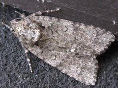 Acronicta rumicis