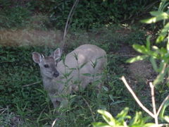 Mazama gouazoubira