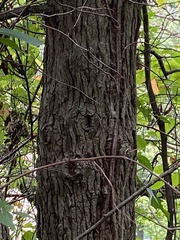 Magnolia × soulangeana