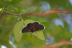 Melanis acroleuca acroleuca