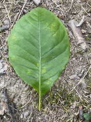 Magnolia × soulangeana