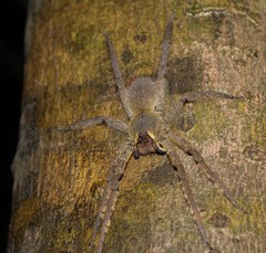 Phoneutria boliviensis