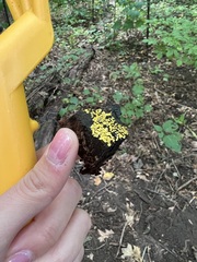 Chlorosplenium chlora