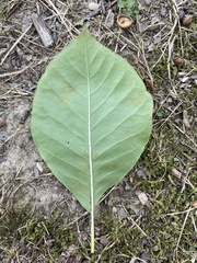 Magnolia × soulangeana