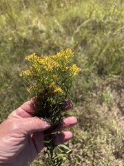 Euthamia leptocephala