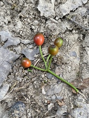 Magnolia × soulangeana