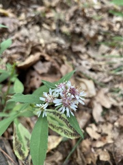 Symphyotrichum lateriflorum