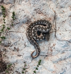 Vipera ammodytes
