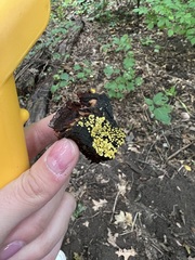 Chlorosplenium chlora