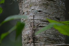 Anolis schiedii