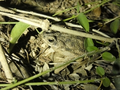 Rhinella major