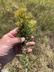 Euthamia leptocephala