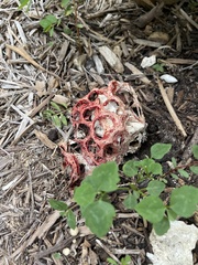 Clathrus crispus
