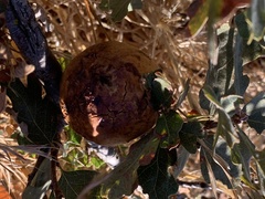 Andricus quercuscalifornicus