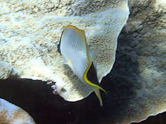 Chaetodon vagabundus