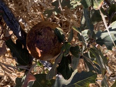 Andricus quercuscalifornicus