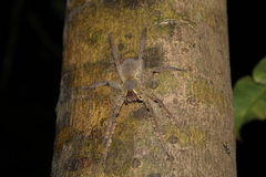 Phoneutria boliviensis