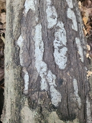 Biscogniauxia atropunctata