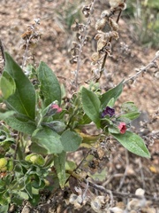 Cynoglossum officinale