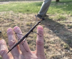 Megaphasma denticrus