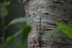 Anolis schiedii