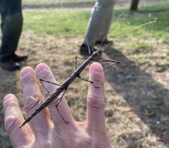 Megaphasma denticrus