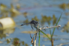 Erythrodiplax nigricans