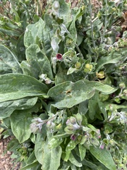 Cynoglossum officinale