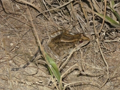 Leptodactylus macrosternum