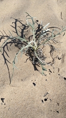 Cirsium pitcheri