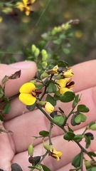 Bossiaea obcordata