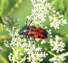 Astylus trifasciatus