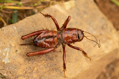 Cratomelus armatus
