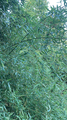 Phyllostachys aurea