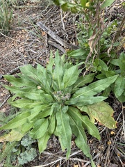 Cynoglossum officinale