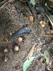 Langsdorffia hypogaea