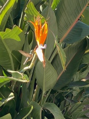 Strelitzia
