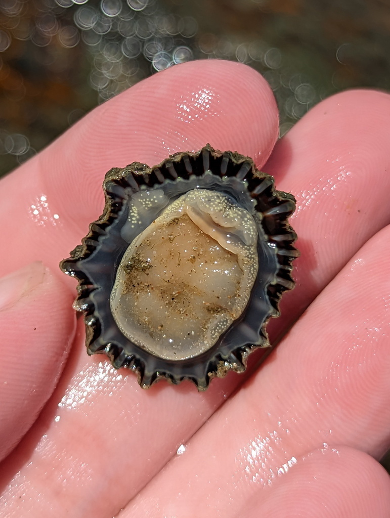 Siphonaria
