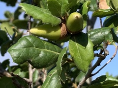 Quercus agrifolia