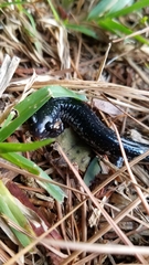 Plethodon chlorobryonis