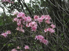 Rhododendron