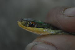 Thamnophis proximus rutiloris