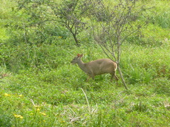 Mazama gouazoubira