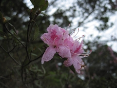 Rhododendron