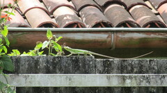 Polychrus marmoratus