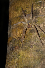 Phoneutria boliviensis