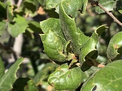 Quercus agrifolia