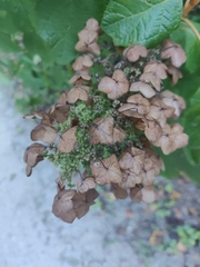 Hydrangea quercifolia